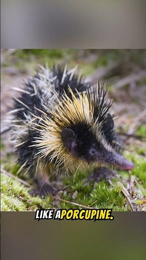 Striped Tenrec Nature’s Spiky Musician