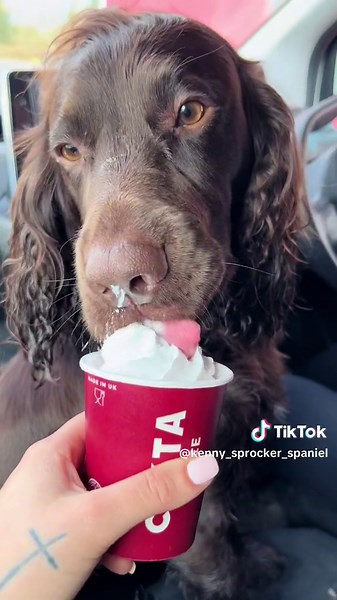 Kenny_Sprocker_Spaniel on TikTok