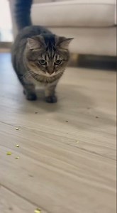 Shy Kitty vs Loud Party Pop – Too Funny! 😹🎊🤣