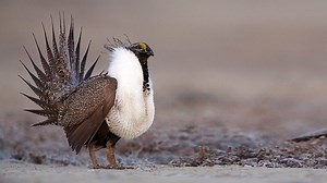 BBC One - Nature's Greatest Dancers - Sage grouse