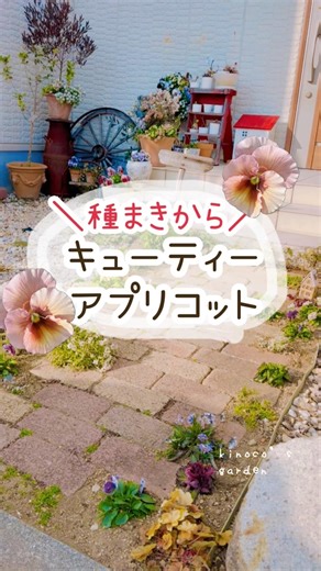 パンジー種まきから🌱 #pr #ガーデニング #家庭菜園