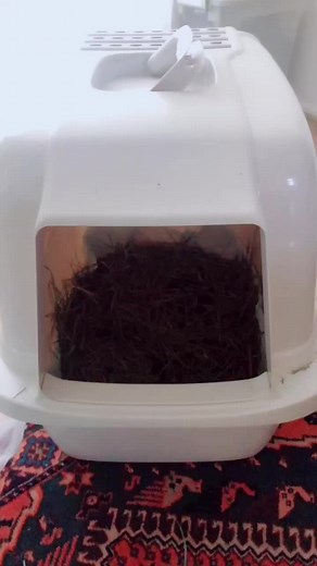 Optimal Rabbit Care: Litter Box Training Tips