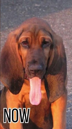 Bloodhound in the 1900s vs Now