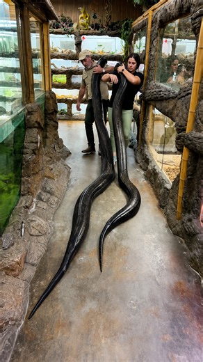 Moving these massive pythons takes a whole team