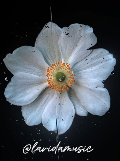 vaaste #lyrics #song #music @𝐅𝐚𝐲𝐲𝐳𝐚 𝐀𝐥𝐬𝐚𝐲𝐞𝐝✍