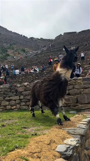 〽️ Un recorrido por lo Andes ❤️ Visitar Cusco, recorrer sus múltiples atractivos turísticos culturales y arqueológicos te conectan con la cultura Inca 🌎 Visitar Cusco es adentrarse en un universo donde la historia y la naturaleza viven en perfecta armonía. Recorrer sus terrazas milenarias y templos sagrados inspira admiración por la grandeza de la ingeniería inca, mientras que observar a los animales que habitan estos paisajes como llamas y alpacas, añade un toque mágico y auténtico a la experi