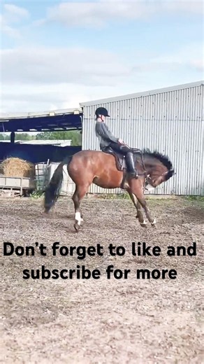 Bronks and bucks watch the full video below ⬇️ #horsegirl#horse #ponymalta#equestrian#foryou#pony