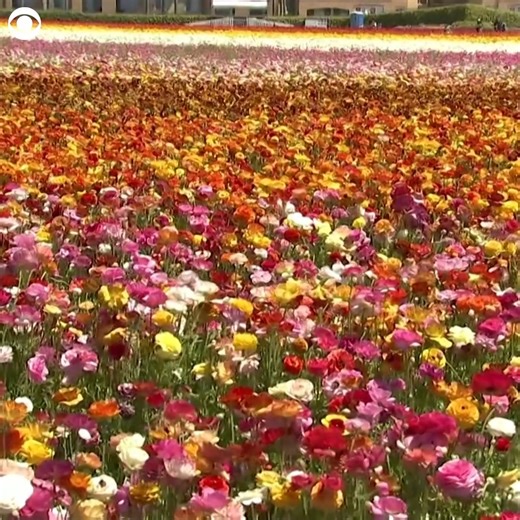 11K views | IN BLOOM: Tens of millions of flowers are in full bloom at Carlsbad Flower Fields in California. The flowers draw thousands of visitors every spring. | CBS Newspath | Facebook