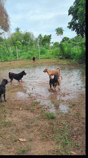 Funny Tamil Dog Comedy Videos