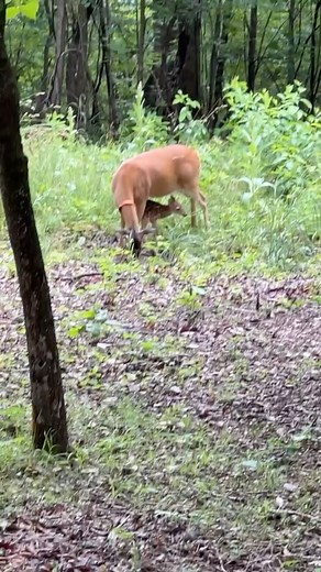 7.3K views · 541 reactions | Baby Graham殺歷 #trails #hiking #Cats #Dogs #HikingWithCats #ASMR #Animals #GoldenRetrievers #HikingWithDogs #deer #Nature | Brown Hiking Trails | Facebook