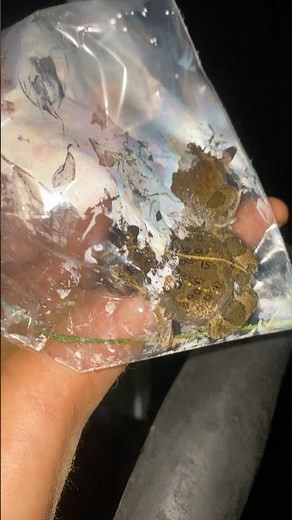 This is how an angry frog sounds! #frog #naturefacts #cuteanimals #angryfr #tinyfrogs