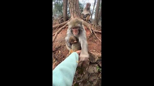Monkey helps woman pull weeds in Guizhou, China