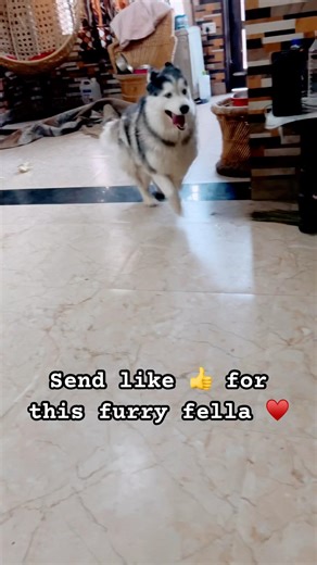 Husky funny 😹 video ♥️