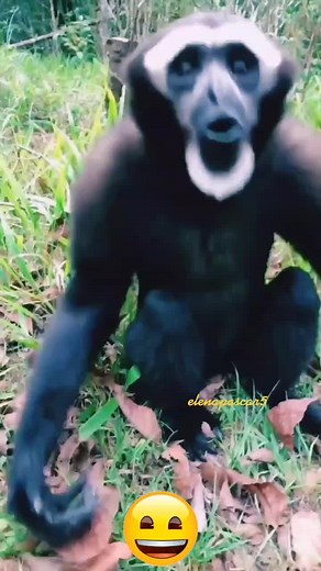 Close-Up Encounters with Stunning Baboons Outdoors