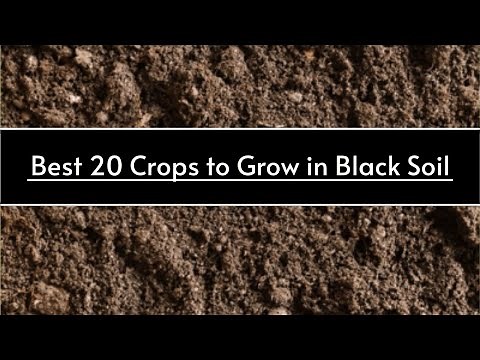 Black Soil Crops: Best 20 crops to grow in black soil