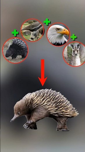 The strangest animal in the world😨| #animals #facts