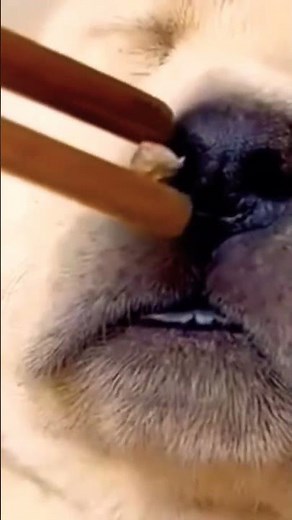 My dog is happily taking care of her puppies. #cuteanimal