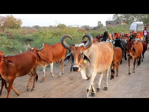 indian gir cow of Villages || Village life in gujarat HD VIDEO 2021