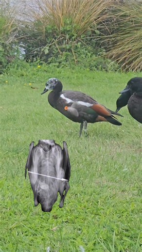 2025 review. The year started out with rescuing this duck, after being shot with a blow gun. Some fantastic work by the vets and volunteers at the South Island Wildlife Hospital saw her make a full recovery. Claire Coveney your keen eye spotting she was injured saved her life. | Matt Coffey