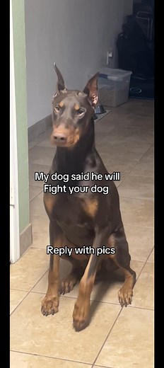 Understanding Doberman Behavior and Temperament