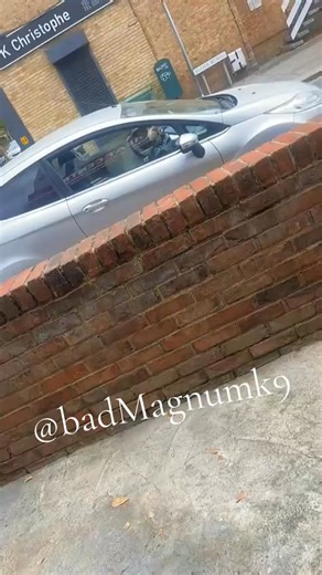 16K views · 84 reactions | #dog | Style you way | Facebook