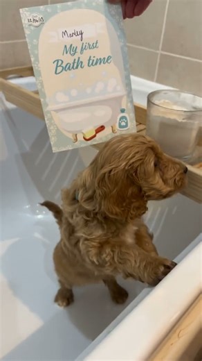 cockapoodailys on Instagram: "never again please mum🙄 # - 📸 Source: @ marleypooo on TikTok All credit are reserved for their respective Owners - 📌For post issues👉 Message @ fixposts - - - - #cockapooclub#cockapooofinstagram#cockapoolove#cockapoos#cockapoopuppies#cockapoocorner#cockapoo#cockapoosofig#cockapoouk#cockapoolovers#cockapoosofinsta#cockapoolife#cockapoocrazy#redcockapoo#cockapoocute#apricotcockapoo#cockapoogram#cockapoolover#redcockapoopuppy#cockapoosuk#cockapoosdaily#cockapooclubu