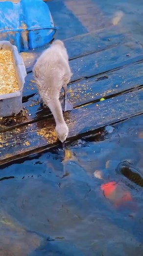 #swan #feeding #fish #animals #amazing | Animal New World