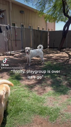 2.1K views · 54 reactions | “Catch me if you can!” -Trinity (A259207) This playgroup rockstar ⭐️ is never ready to say bye to here friends in doggie playgroup 殺Trinity is available for adoption, foster, and rescue at PCACC! See more on Trinity: https://petharbor.com/pet.asp?uaid=PINL.A259207 | Pinal County Animal Care and Control | Facebook