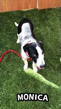 Adoptable dog Monica, 10 months old, a Hound mix