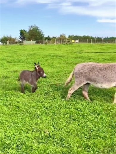 Funny Mini Donkey Videos That Will Make You Smile