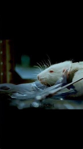 The alien made a terrible attack on the mouse.