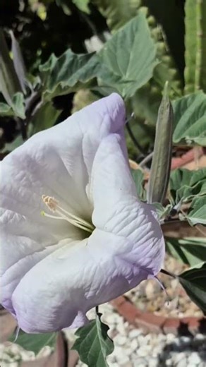 Handel's Messiah Chorus! Giant white trumpet flower for Easter 2026!