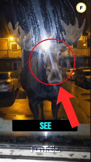 If You See This at Your Window, RUN IMMEDIATELY😰