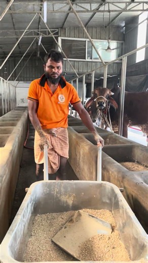 The shepherd serves food to the cows and returns with his vehicle.