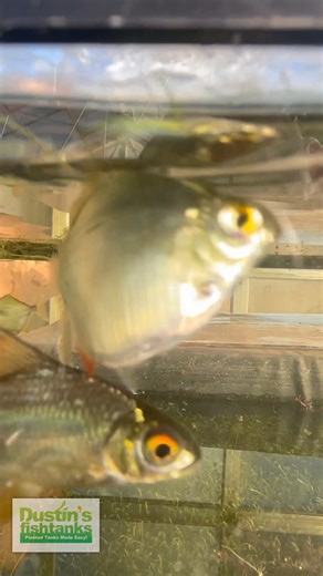 5.4K views · 48 reactions | The INVISIBLE FISH BASIN! We use an...