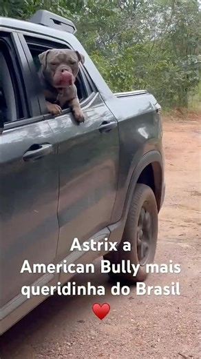 Astrix♥️ Nossa American Bully de carro na fazenda
