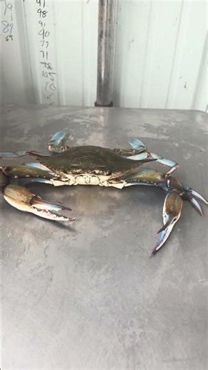 Blue Crab!!! Stud!!! Swamp People!!! Bayou Life!!! #swamp #fishing #crab