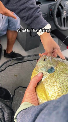 Woooowww… 🎥 @TBNation Outdoors Midwest | blue gill