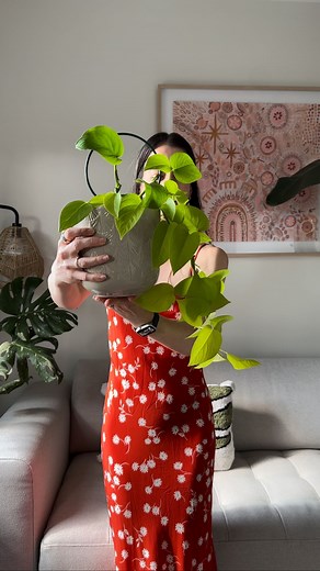 14K views · 149 reactions | My favourite fast-growing hanging plant...