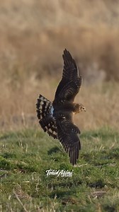 Female Northern Harrier Take off, in flight and Landing. . . . #northernharrier #marshhawk #birdsofprey #birdsofinstagram #birds #instagood #reelitfeelit #wildlife #explore #explorepage #exploremore | Ta2020photography