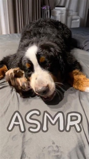鹿の骨盤とバーニーズマウンテンドッグのオリバー #バーニーズマウンテンドッグ #bernesemountaindog #バーニーズ #犬のいる生活 #可愛い #癒し