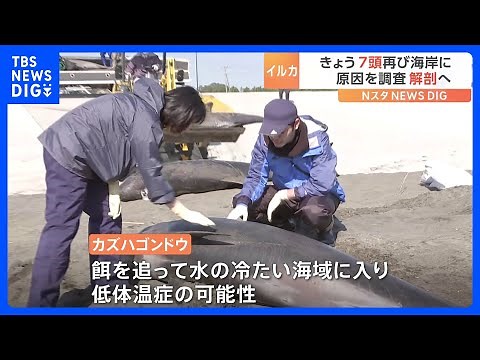 千葉・一宮町で海岸に打ち上げられた32頭のイルカ きょう再び7頭が海岸に 研究者が原因調査のため回収｜TBS NEWS DIG