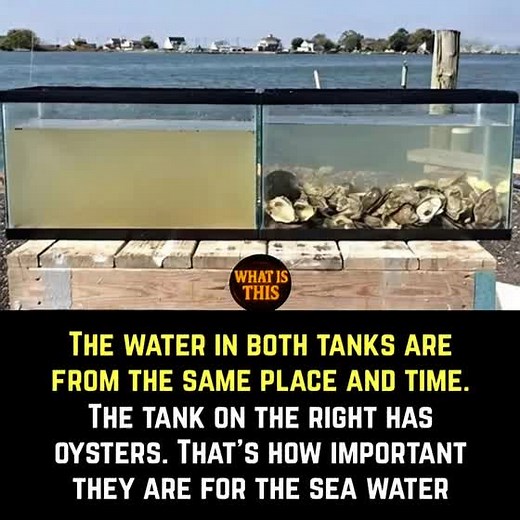 Oysters: Nature’s Purifiers for Clean Water