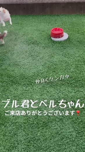 ホンダカーズ飛鳥 五條店 on Instagram: "ホンダカーズ飛鳥 五條店です 本日のご来店は、もはや常連✨仲良し？ブルベルちゃん達です🐶 今日も元気に仲良く？かけっこしてくれました😊 ママにいっぱい怒られていたことは伏せておいて笑☝️ 人懐っこくスタッフも癒されました😊また何時でも遊びに来てくださいね💕︎ ホンダカーズ飛鳥 五條店 ☎︎0747-22-3868 店休日は毎週水曜日と、第二第三火曜日 営業時間はAM9:00-PM18:00 ⋆┈┈┈┈┈┈┈┈┈┈┈┈┈┈┈⋆ このアカウントでは、新車・中古車情報や当店でのイベントについて発信しています🎶✨ @hondacars_asuka_gojo◀◁その他の投稿はコチラ! ⋆┈┈┈┈┈┈┈┈┈┈┈┈┈┈┈⋆ #honda #ホンダ #ホンダカーズ #hondacars #ホンダ車 #ホンダ車のある生活 #ホンダ車好きと繋がりたい #ホンダ車好き #車 #中古車 #中古車販売 #新車 #新車販売 #車好きな人繋がりたい #nbox #wrv #正規ディーラー #カーディーラー #ホンダディーラー #ホンダカーズ飛鳥 #奈