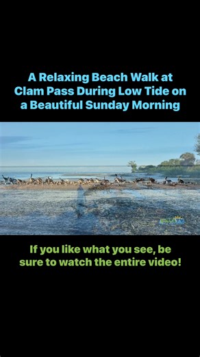 1.7K views · 54 reactions | Enjoy this relaxing beach walk with Robb along the north shore of Clam Pass during low tide on a picture perfect Sunday morning in North Naples, Florida. | Southwest Florida Television | Facebook