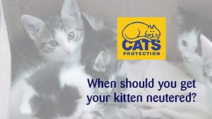 12K views · 238 reactions | When should you get your kitten neutered?...