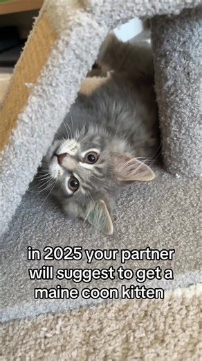 Why You Should Consider a Maine Coon Kitten