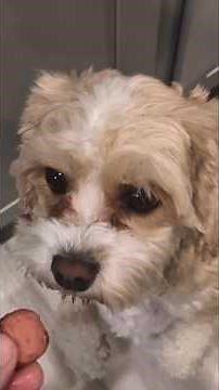 Cavapoo Snack Showdown: The Search for the Cutest Puppy!