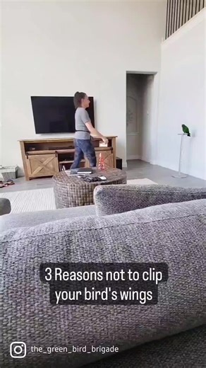 Reasons Behind Parrot Behavior: Understanding Flight, Training, and Rescue