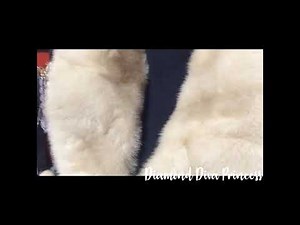 Findom Goddess: Fur Luxury, Fur Fashion Financial Domme Rich Findom Lifestyle